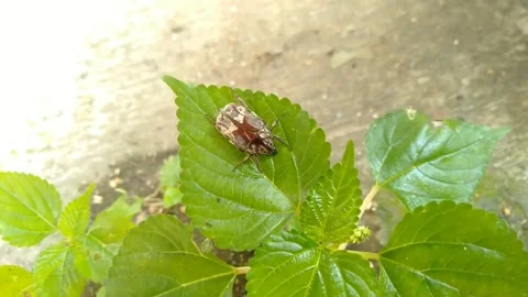 Beetle cafers Stock Footage 236250288