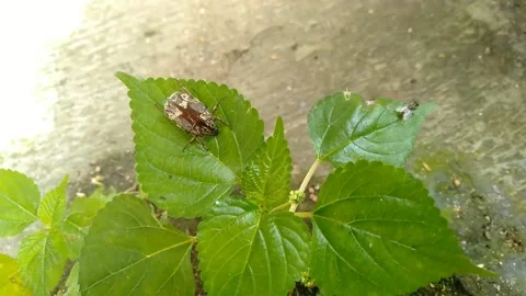 Beetle cafers Stock Footage 236570999