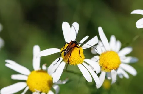 Beetle on camomile Stock Photos