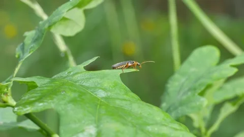 A beetle Cantharidae sits on an oak leaf. Видео 154421499