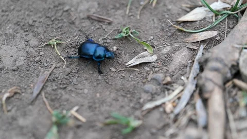 Beetle of Carabus family avoiding fallen branch on forest path, 4K Stock Footage 107529551