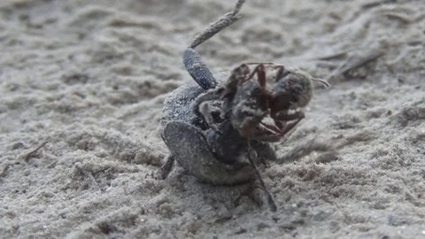 Beetle caught an ant 스톡 동영상 77858631