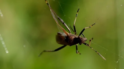 Beetle caught in the spider web Stock Footage 80565378