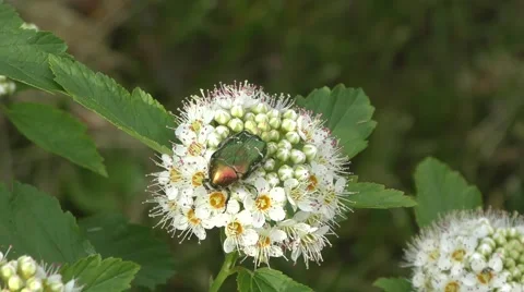Beetle cetonia aurata Stock Footage 66794502
