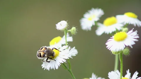 Beetle on chamomile Stock-Footage 65820746