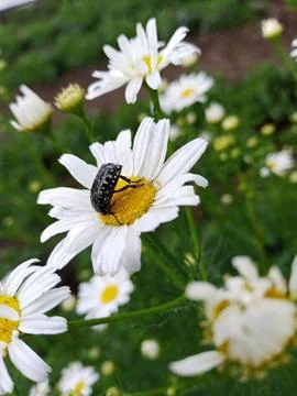 Beetle on a chamomile Stockfoto's