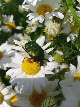 Beetle on a chamomile Stockfoto's