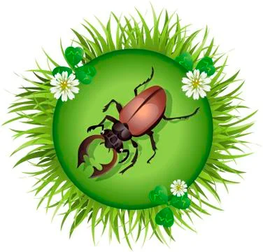 Beetle in a clearing Stock Illustration