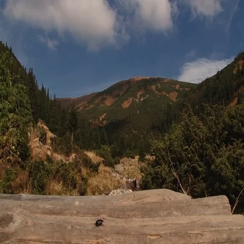 Beetle climbing on a background of mountains Stock Footage 69519918