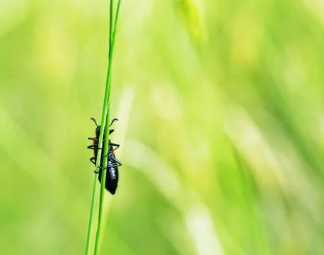 Beetle climbing grass 写真素材