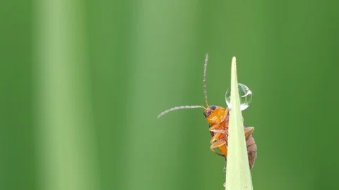 Beetle climbing on rice tip Stock Footage 88147784
