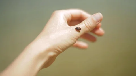 Beetle Climbing on Young Woman's Hand by Riverbed Видео 89114639