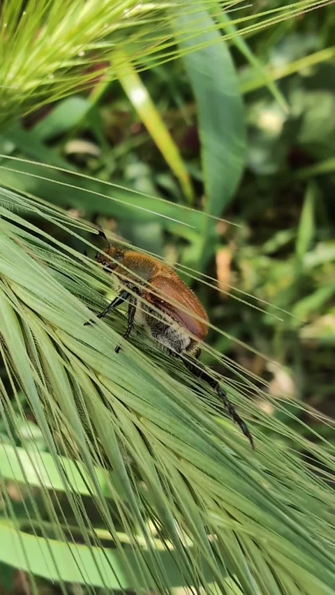 A beetle climbs on a blade of grass stirred by a light breeze. Stock Footage 305997737