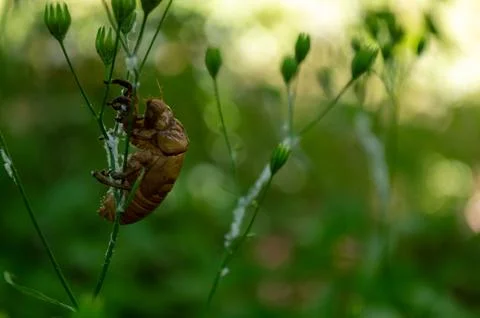 The beetle climbs the flower Stock Photos