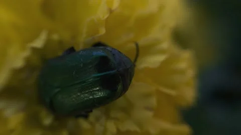 The beetle climbs inside the marigold flower macro Stock Footage 136941164