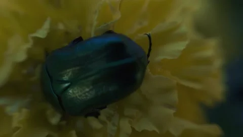 The beetle climbs inside the marigold flower macro Stock Footage 136941197