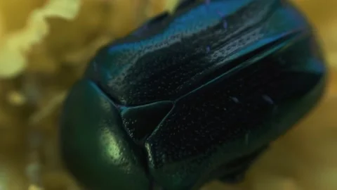 The beetle climbs inside the marigold flower macro Stock Footage 136941219