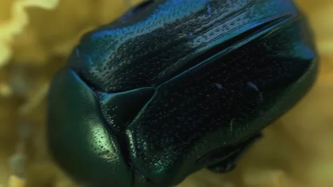 The beetle climbs inside the marigold flower macro Stock Footage 136941224
