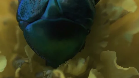 The beetle climbs inside the marigold flower macro Stock Footage 136941267