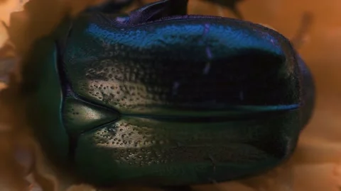 The beetle climbs inside the marigold flower macro Stock Footage 136941497