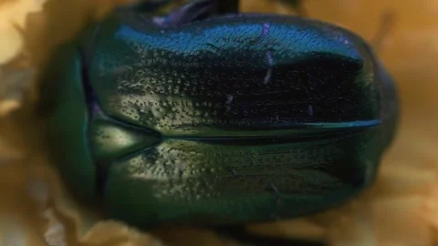 The beetle climbs inside the marigold flower macro Stock Footage 136941502