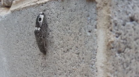 Beetle Climbs Wall (Eyed Elater) Stock Footage