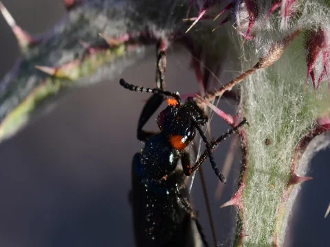 Beetle close-up Stock Footage 76021841