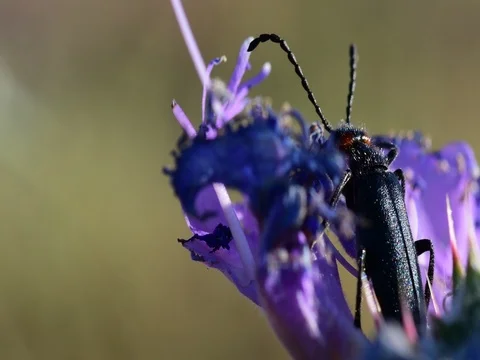 Beetle close-up 스톡 동영상 76247550