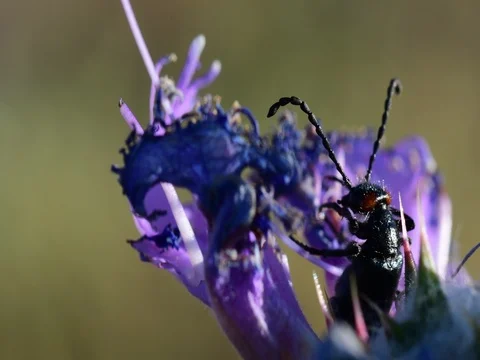 Beetle close-up Stock Footage 76247625