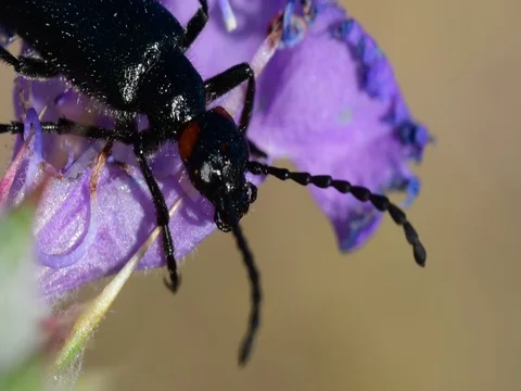 Beetle close-up 스톡 동영상 76248656