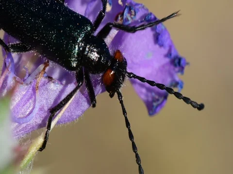 Beetle close-up Stock Footage 76248961
