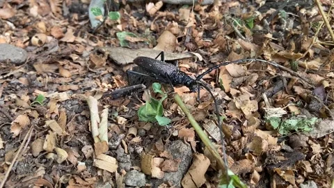 Beetle close up in forest floor 動画素材 346501125