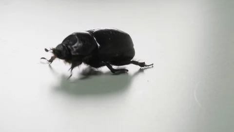 Beetle, cockchafer crawling up the gray surface. Hard and burdensome concept Video stock 109409523