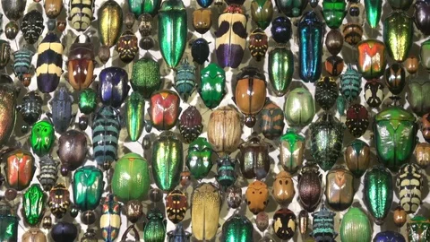Beetle collection displayed in glass window casing Stock Footage 108751109