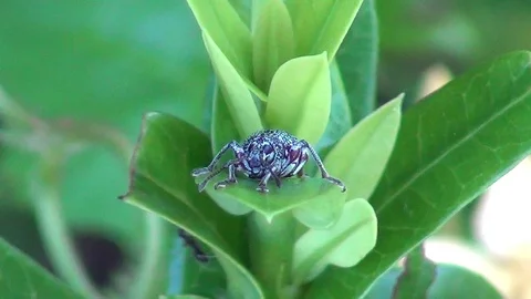 Beetle comes into contact with an ant Stockbeeldmateriaal 102903761