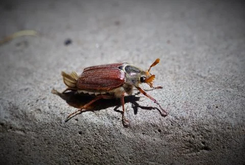Beetle on concrete. Stock-Fotos