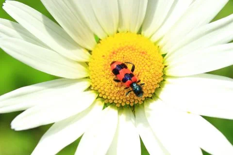 Beetle on the Corolla of the flower of chamomile Stock Photos