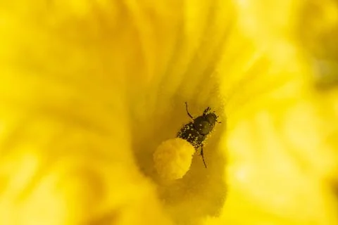 Beetle covered in yellow pollen inside a flower Fotos Stock