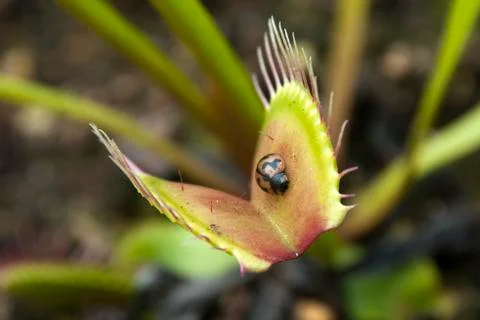 Beetle crawling across open leaf of a venus flytrap plant Stock Photos