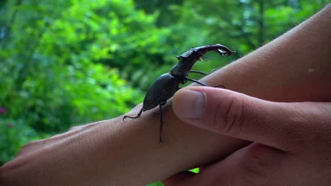 The beetle is crawling along the human hand. Stock Footage 91176700