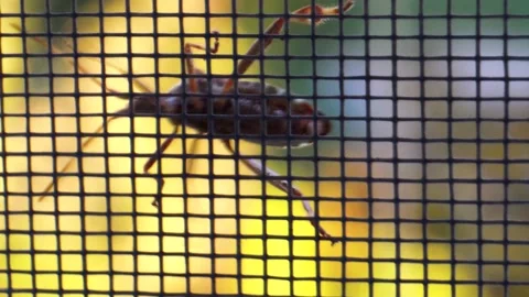 The beetle is crawling along the net. Stock Footage 137660965