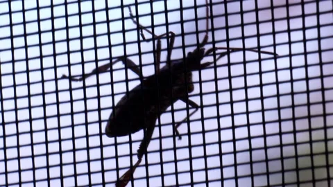 The beetle is crawling along the net. Stock Footage 137661007
