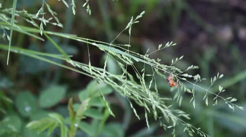 Beetle crawling on a blade of grass Stock Footage 24739300
