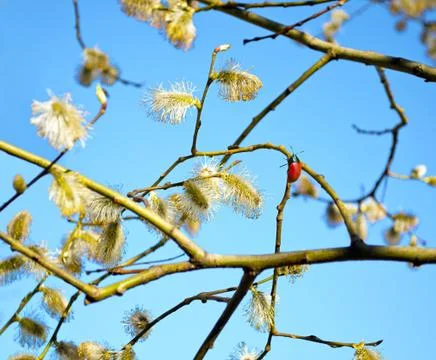 Beetle crawling on the branches of flowering willow Stock Photos