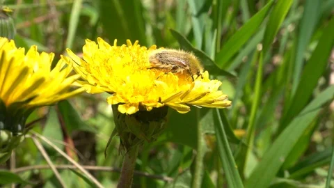 Beetle crawling on a dandelion flower, close up. Slow motion, 240 fps Stock Footage 123434314