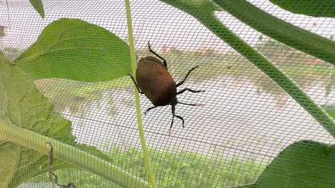 Beetle Crawling on Foliage, Animated Macro Footage Featuring Insect, Animation Stock Footage 345550190