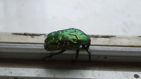 A beetle is crawling Stock Footage 76038193