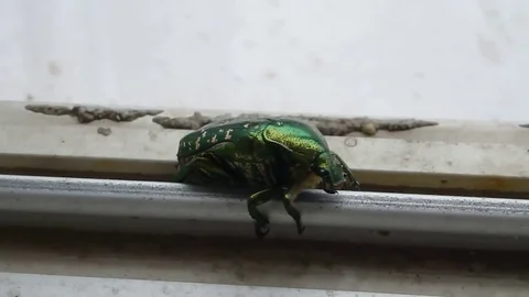 A beetle is crawling Video stock 76038197