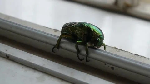 A beetle is crawling Stock Footage 76038234