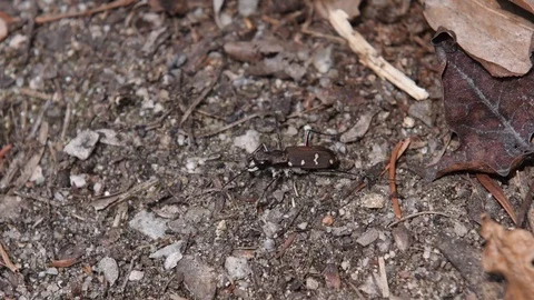 Beetle crawling Stock Footage 83099412
